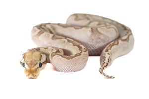 Python regius, bamboo pastel yellow belly